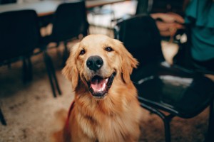 alimentation pour chien sans céréales