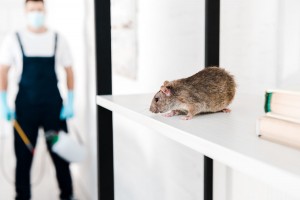 Que faire pour se débarrasser des souris