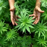 4 vertus insoupçonnées du cannabis