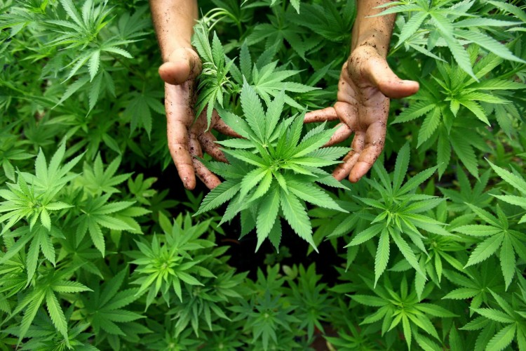 4 vertus insoupçonnées du cannabis