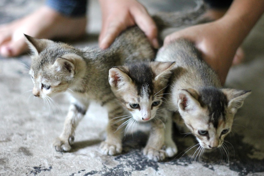 Les astuces pour réparer les bêtises de mon chat