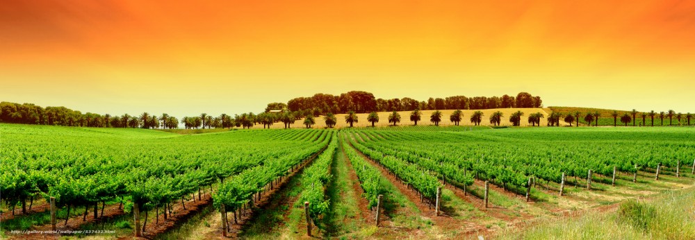 Pèlerinage œnologique : mettez le cap à Bordeaux