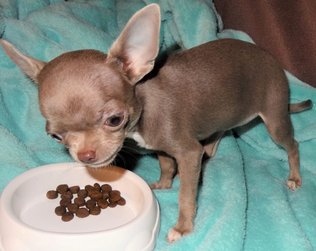 Chihuahua nain Bourgogne Franche Comté : le chien préféré des stars