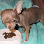 Chihuahua nain Bourgogne Franche Comté : le chien préféré des stars
