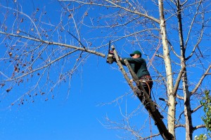 L’élagage des arbres à proximité des lignes électriques