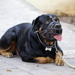 Dans quelle situation a-t-on besoin d’un collier de dressage pour chien ?