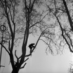 L'élagage des arbres