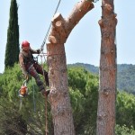 Travaux d’élagage d’arbres : quelles sont les mesures de sécurité à prendre pour éviter les accidents ?