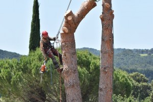 Travaux d’élagage d’arbres : quelles sont les mesures de sécurité à prendre pour éviter les accidents ?