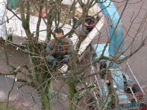 Quelle est la meilleure période pour réaliser les travaux d’élagage d’arbre?