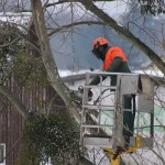 Entreprendre des travaux d’élagage pour le plaisir des sens