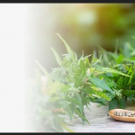 consommation du cannabidiol