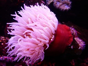 Méduses, anémones, coraux : tout sur ces créatures marines
