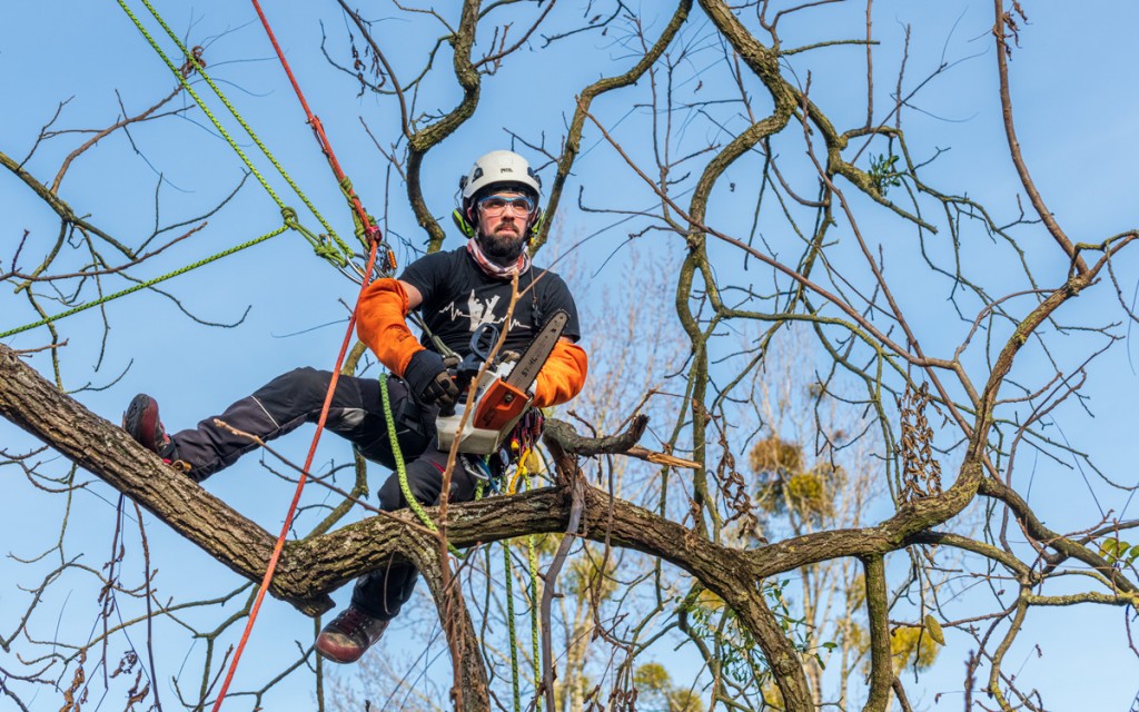 Comment effectuer les travaux d’élagage d’un arbre près de lignes électriques?