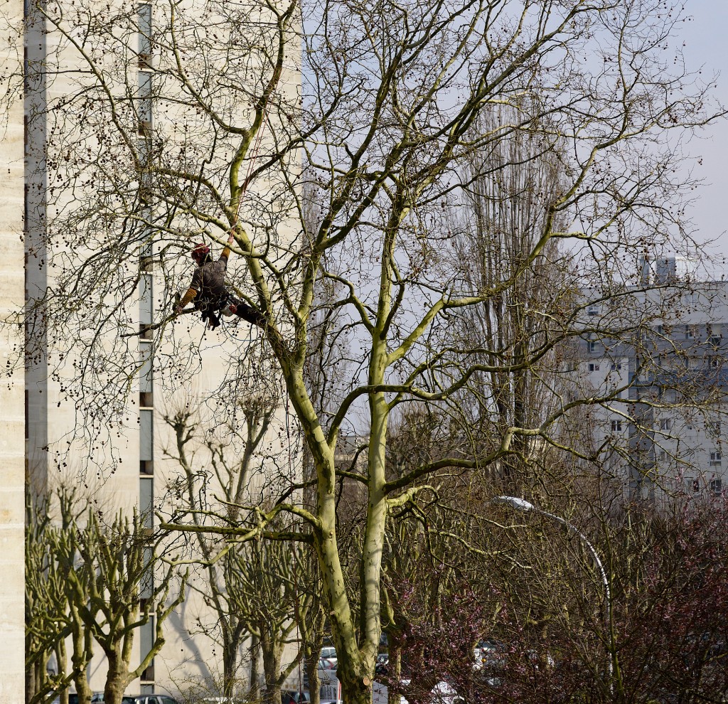 Travaux d’élagage : quels risques et quelles précautions?