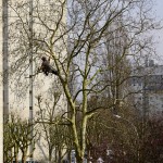 Travaux d’élagage : quels risques et quelles précautions?